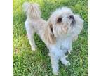 Adopt Heff a Shih Tzu, Poodle