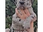 Great Dane Puppy for sale in Holt, MI, USA