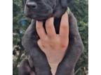 Great Dane Puppy for sale in Holt, MI, USA