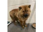 Adopt POM-POM a Chow Chow, Mixed Breed