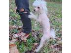 Chinese Crested Puppy for sale in Greensboro, NC, USA