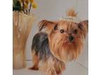 Yorkie