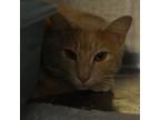 Adopt Gouda a Domestic Short Hair