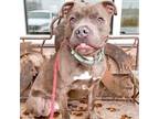 Adopt Rocco a American Staffordshire Terrier