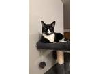 Adopt Basil a Domestic Short Hair