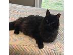 Adopt MDSPCA Omar a Domestic Long Hair