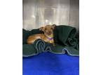 Adopt Mender a Mixed Breed