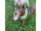 Adopt Reese - shed litter of 9 a Labrador Retriever, Pit Bull Terrier