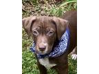 Adopt Reese - shed litter of 9 a Labrador Retriever, Pit Bull Terrier