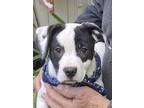 Adopt Cooper - shed litter of 9 a Labrador Retriever, Pit Bull Terrier