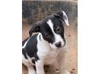 Adopt Max - shed litter of 9 a Labrador Retriever, Pit Bull Terrier