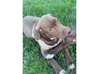 Adopt Rusty - shed litter of 9 a Labrador Retriever, Pit Bull Terrier