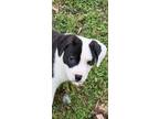 Adopt Charlie - shed litter of 9 a Labrador Retriever, Pit Bull Terrier