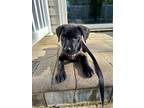 Adopt Sonny a Pit Bull Terrier, Labrador Retriever
