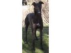 Adopt Al a Greyhound