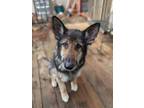 Adopt Jack a German Shepherd Dog