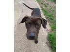 Adopt Henry a Labrador Retriever, Hound