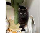 Adopt Shiva a American Curl