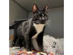 Adopt Screech a Domestic Short Hair