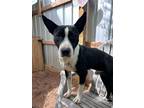 Adopt Dylan a Border Collie, Pit Bull Terrier