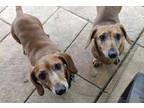 Adopt DOC AND SNUFFY (bonded pair) a Dachshund