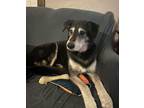 Adopt Wisco a Mixed Breed