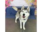 Adopt Bradley a Husky