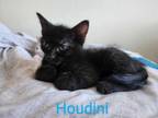 Adopt Houdini a Domestic Short Hair