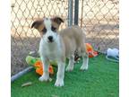 Adopt Juneau a Australian Cattle Dog / Blue Heeler, Australian Shepherd