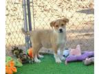 Adopt Montgomery a Australian Cattle Dog / Blue Heeler, Australian Shepherd