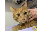 Adopt Tigger a Domestic Short Hair