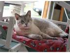 Adopt Mae Mae a Siamese