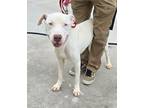 Adopt YETI a Pit Bull Terrier