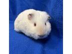 Adopt Rueben a Guinea Pig