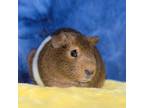 Adopt Eddie a Guinea Pig