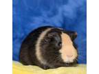 Adopt Shane a Guinea Pig