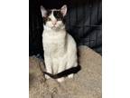 Adopt Mitchell a Domestic Short Hair