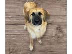 Adopt Louie a German Shepherd Dog