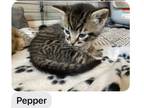 Adopt Pepper a Domestic Short Hair