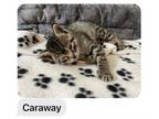 Adopt Caraway a Domestic Short Hair