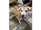 Adopt Judd a Husky, Labrador Retriever