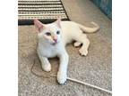 Adopt Snow a Siamese, Domestic Short Hair