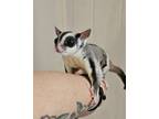 Adopt George & Marty McFly a Sugar Glider