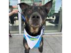 Adopt Denzel a Australian Kelpie, Doberman Pinscher