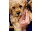 Adopt Cooper a Norfolk Terrier, Mixed Breed