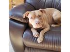 Adopt Toby a Staffordshire Bull Terrier, Mixed Breed