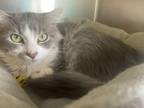 Adopt Alfie a Domestic Medium Hair, Tabby