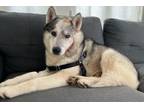 Adopt Apollo a Husky