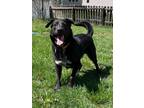 Adopt Hitch a Labrador Retriever, Border Collie