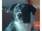 Adopt LLP Richmond : Amos a Australian Shepherd, Collie